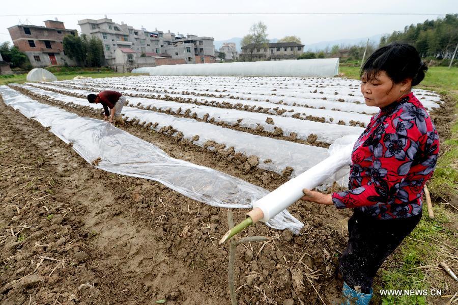 Farmers lay down agricultural film for spring sowing in the farmland in Jianzhen City of east China's Fujian Province, March 1, 2013. (Xinhua/Zhang Guojun) 