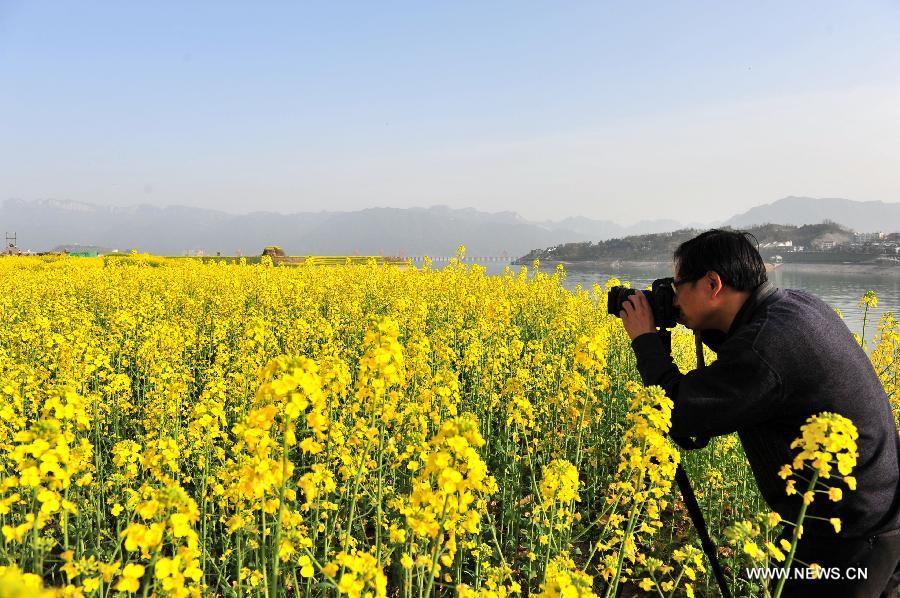 A visitor takes photo of rape flowers in Muyu Island of Maoping Town in Zigui County, central China's Hubei Province, March 3, 2013. (Xinhua/Wang Huifu) 