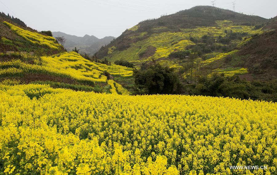 Photo taken on March 3, 2013 shows the scenery of rape flowers in Lietai Township of Yingjing County, southwest China's Sichuan Province. (Xinhua/Jiang Hongjing)