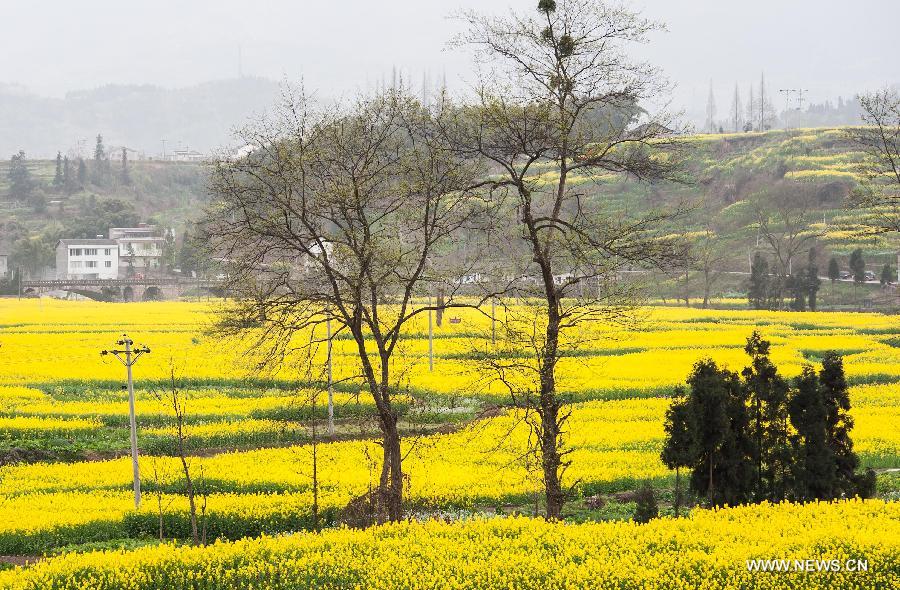 Photo taken on March 3, 2013 shows the scenery of rape flowers in Liuhe Township of Yingjing County, southwest China's Sichuan Province. (Xinhua/Jiang Hongjing) 