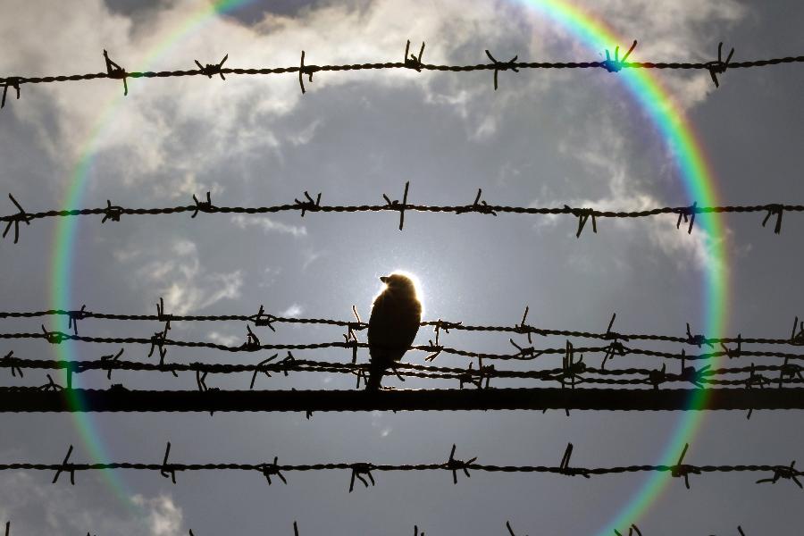 A bird is perched on barbed wire that surrounds the Jilava prison near Bucharest February 28, 2013.  (Xinhua/Reuters Photo)