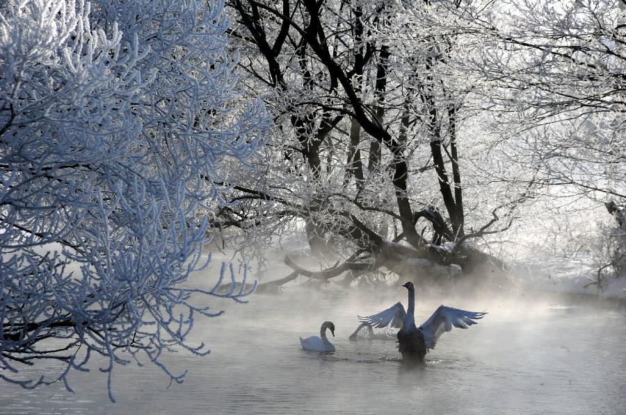 Two swans swim in the river near Minsk, the capital of Belarus, February 26, 2013. (Xinhua/AFP Photo) 