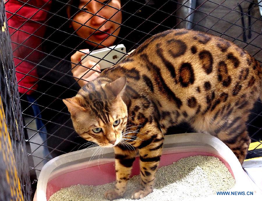 A woman takes pictures of a leopard cat at the 5th Shanghai Pet Fair in east China's Shanghai Municipality, March 3, 2013. The three-day pet fair opened here on March 1. (Xinhua/Chen Fei) 