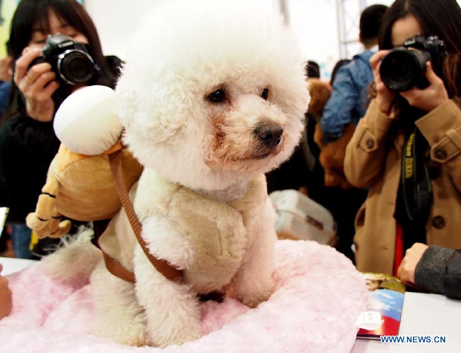 People take pictures of a pet dog at the 5th Shanghai Pet Fair in east China's Shanghai Municipality, March 3, 2013. The three-day pet fair opened here on March 1. (Xinhua/Chen Fei) 