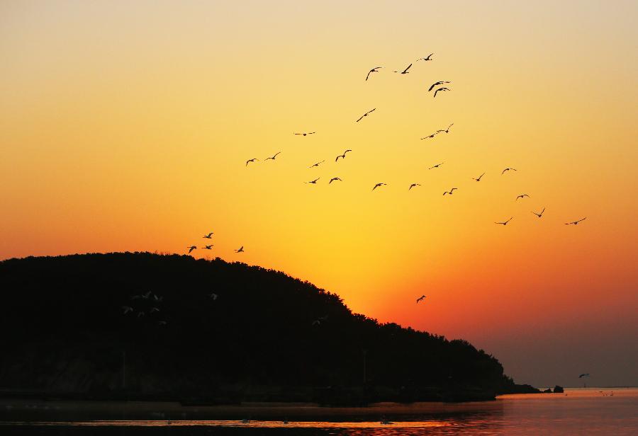 Whooper swans fly over a swan nature reserve in Rongcheng City, east China's Shandong Province, March 3, 2013. (Xinhua/Wang Fudong)