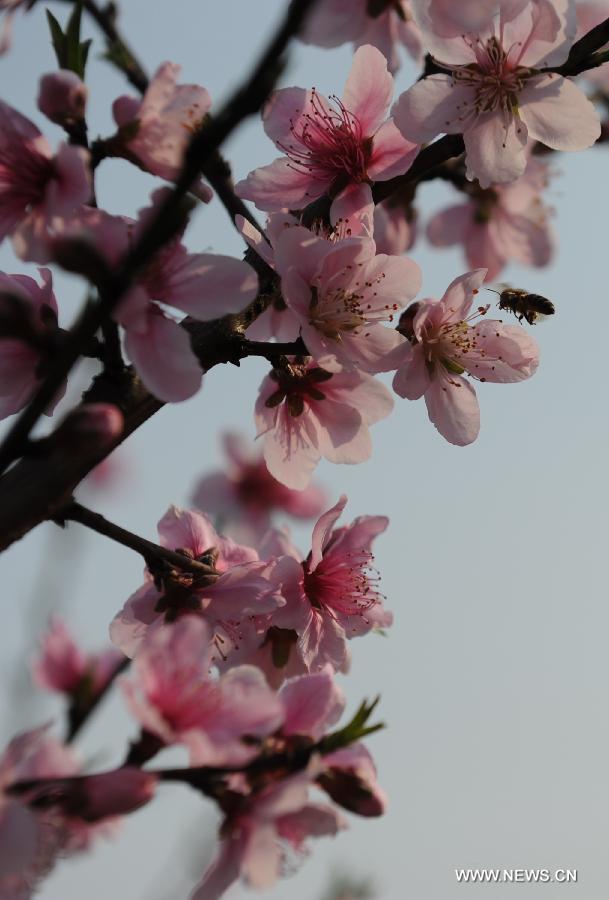 A bee lands on a peach flower in Hechi County, south China's Guangxi Zhuang Autonomous Region, March 3, 2013. (Xinhua/Wei Rudai)