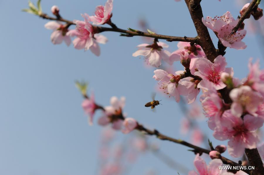 A bee flies among peach flowers in Hechi County, south China's Guangxi Zhuang Autonomous Region, March 3, 2013. (Xinhua/Wei Rudai)