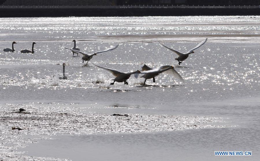 Swans fly at the swan lake in Rongcheng, east China's Shandong Province, March 2, 2013. With the temperature rising, swans have begun leaving Rongcheng where they spent the winter. (Xinhua/Dong Naide)