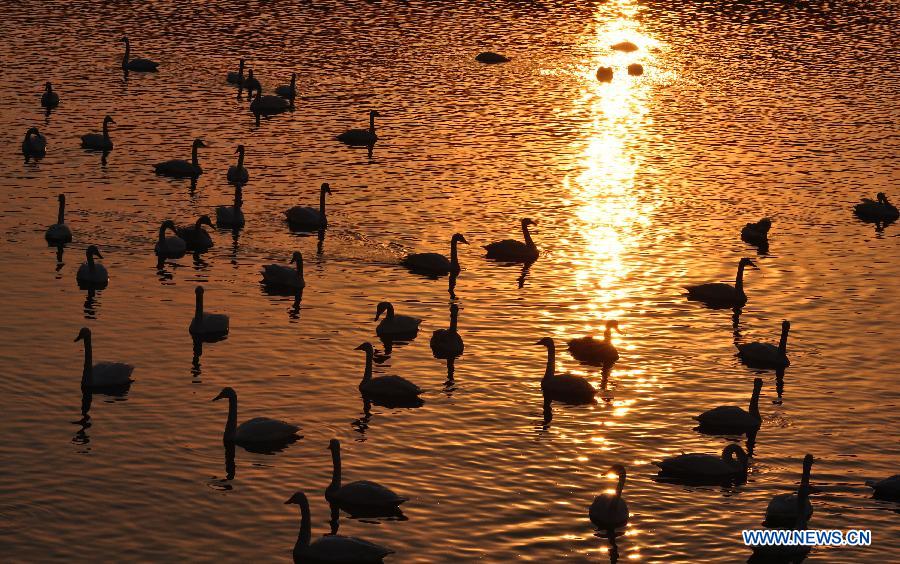 Swans are seen at a bay in Rongcheng, east China's Shandong Province, March 3, 2013. With the temperature rising, swans have begun leaving Rongcheng where they spent the winter. (Xinhua/Dong Naide)