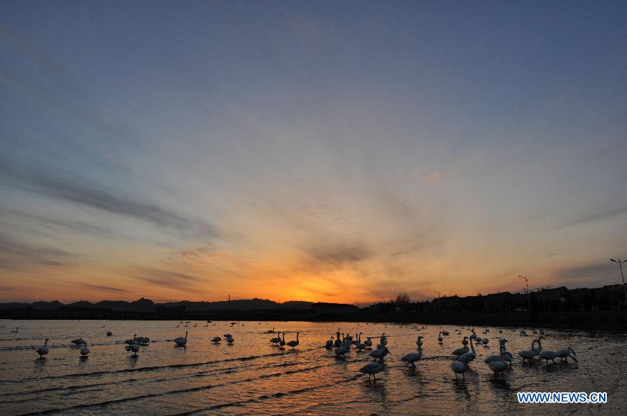 Swans are seen at a bay in Rongcheng, east China's Shandong Province, March 2, 2013. With the temperature rising, swans have begun leaving Rongcheng where they spent the winter. (Xinhua/Dong Naide)