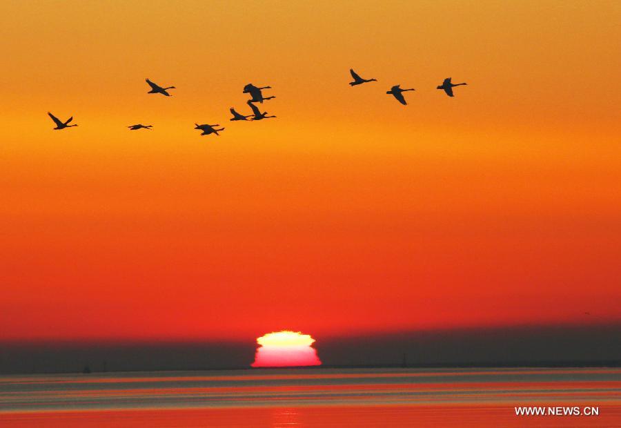 Whooper swans fly over a swan nature reserve in Rongcheng City, east China's Shandong Province, March 5, 2013. With the temperature rising, swans have begun leaving Rongcheng where they spent the winter.(Xinhua/Wang Fudong) 