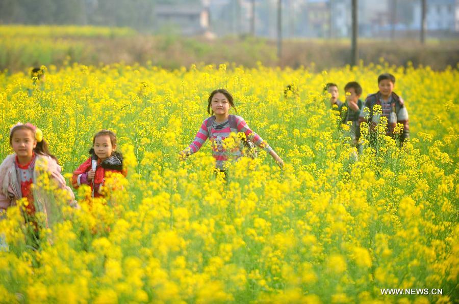 Young students walk home after school in the field of rape flowers in Rong'an County of southwest China's Guangxi Zhuang Autonomous Region, March 5, 2013. Rape flowers began to blossom as temperature went up here, attracting large amount of tourists. (Xinhua/Tan Kaixing)