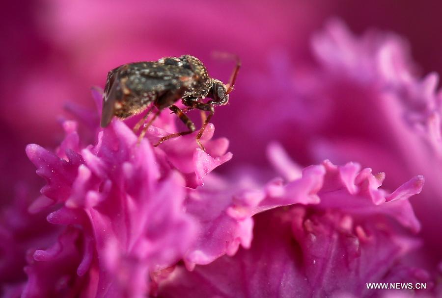 Photo taken on March 5, 2013 shows an insect standing on a flower petal in Zhenjiang of east China's Jiangsu Province. Tuesday marks the beginning of the third solar term, "Jingzhe", literally meaning the awakening of insects, in Chinese Lunar Calendar. (Xinhua/Yang Lei)