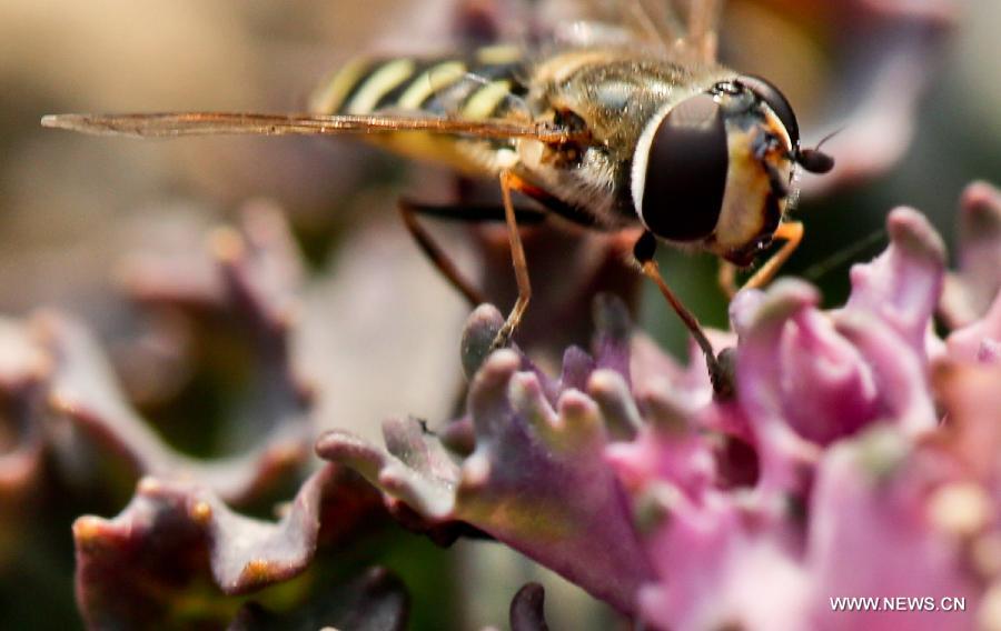 Photo taken on March 5, 2013 shows an insect standing on a flower petal in Zhenjiang of east China's Jiangsu Province. Tuesday marks the day of "Jingzhe", literally meaning the awakening of insects, which is the third one of the 24 solar terms on Chinese Lunar Calendar. (Xinhua/Yang Lei)