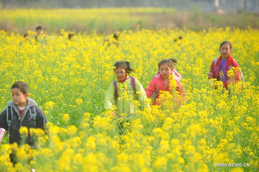 Young students walk home after school in the field of rape flowers in Rong'an County of southwest China's Guangxi Zhuang Autonomous Region, March 5, 2013. Rape flowers began to blossom as temperature went up here, attracting large amount of tourists. (Xinhua/Tan Kaixing)