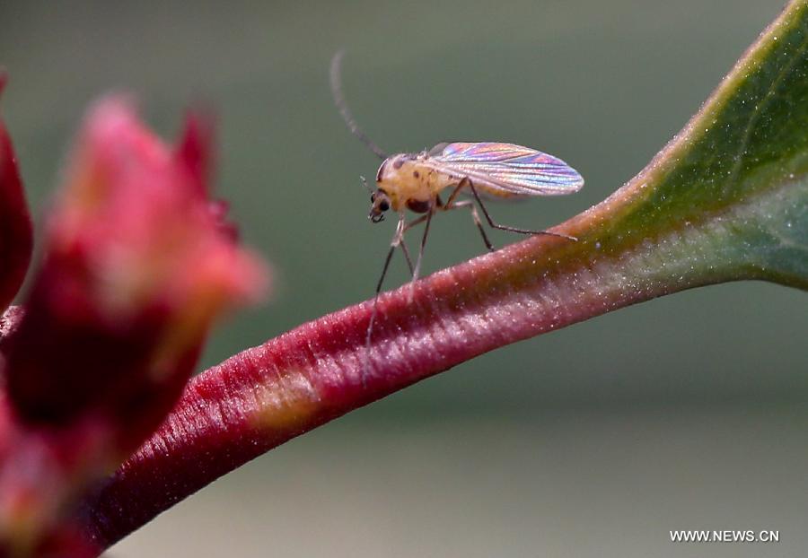 Photo taken on March 5, 2013 shows an insect standing on a bud in Zhenjiang of east China's Jiangsu Province. Tuesday marks the day of "Jingzhe", literally meaning the awakening of insects, which is the third one of the 24 solar terms on Chinese Lunar Calendar. (Xinhua/Yang Lei)