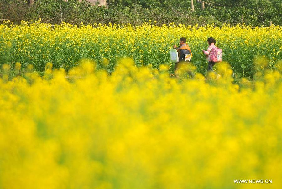 Young students walk home after school in the field of rape flowers in Rong'an County of southwest China's Guangxi Zhuang Autonomous Region, March 5, 2013. Rape flowers began to blossom as temperature went up here, attracting large amount of tourists. (Xinhua/Huang Xiaobang) 