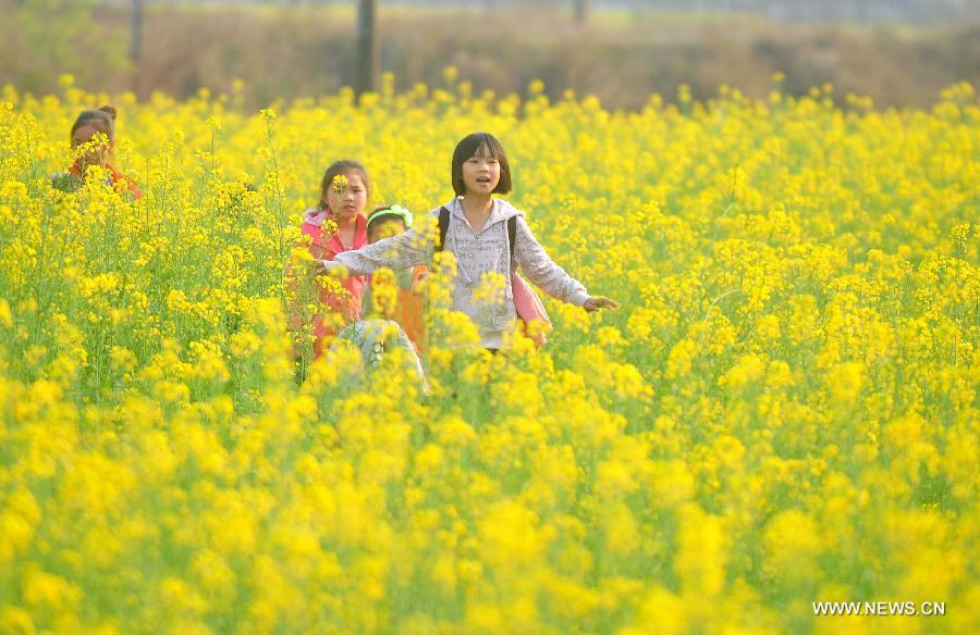 Young students walk home after school in the field of rape flowers in Rong'an County of southwest China's Guangxi Zhuang Autonomous Region, March 5, 2013. Rape flowers began to blossom as temperature went up here, attracting large amount of tourists. (Xinhua/Huang Xiaobang) 