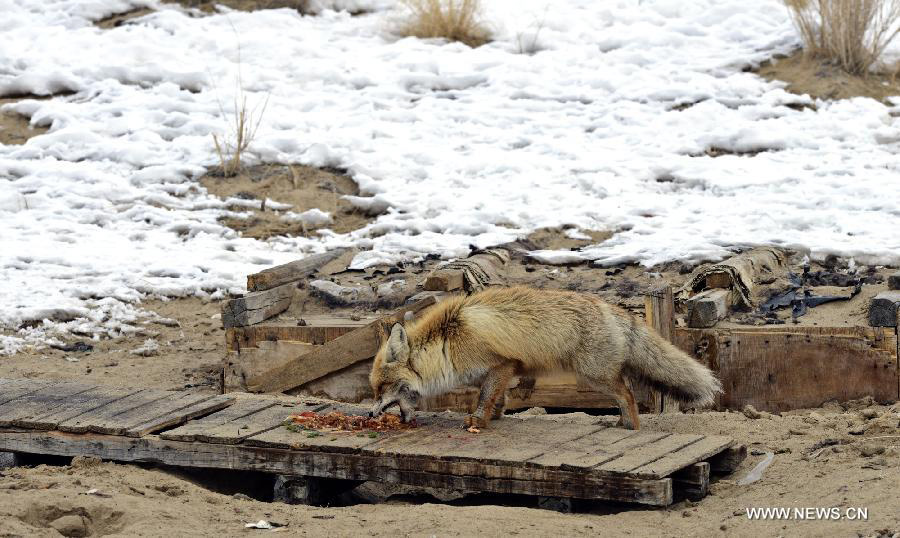A Corsac fox eats food at an oil field checkpoint in the Gurbantunggut desert, northwest China's Xinjiang Uygur Autonomous Region, Feb. 28, 2013. Welcomed by oil workers with food, bold hungry Corsac foxes have been visiting the unfrequented checkpoint regularly since last winter. (Xinhua/Shen Qiao)