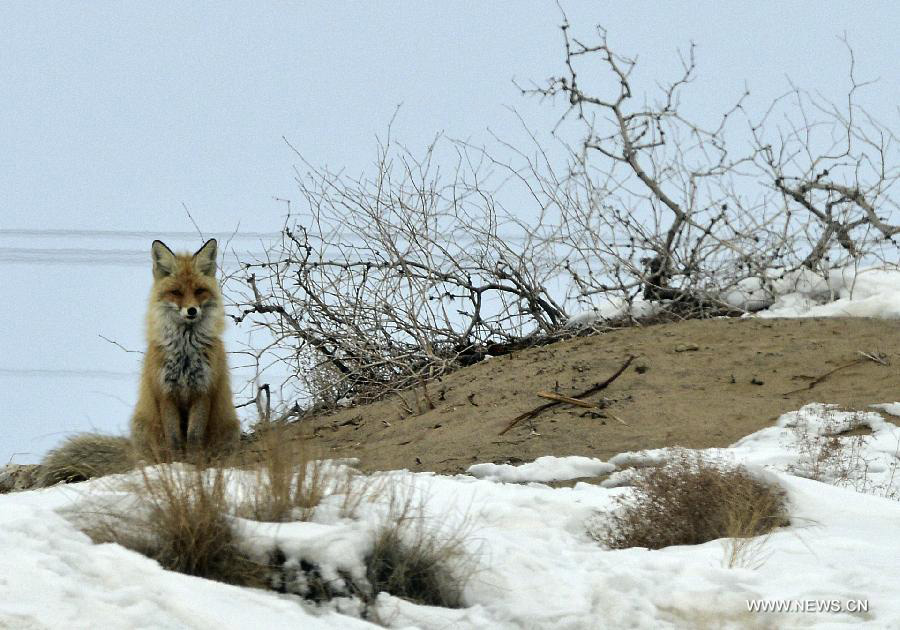 A Corsac fox observes on top of a dune near an oil field checkpoint in the Gurbantunggut desert, northwest China's Xinjiang Uygur Autonomous Region, Feb. 28, 2013. Welcomed by oil workers with food, bold hungry Corsac foxes have been visiting the unfrequented checkpoint regularly since last winter. (Xinhua/Shen Qiao)