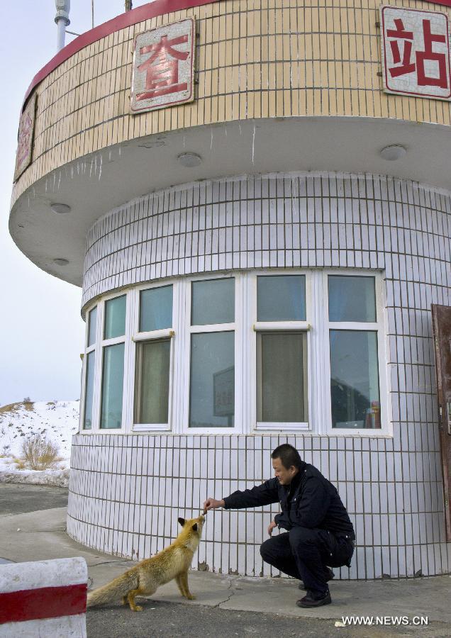 33-year-old Oil worker Zhang Yong feeds a Corsac fox at an oil field checkpoint where he works in the Gurbantunggut desert, northwest China's Xinjiang Uygur Autonomous Region, Feb. 28, 2013. Welcomed by oil workers with food, bold hungry Corsac foxes have been visiting the unfrequented checkpoint regularly since last winter. (Xinhua/Shen Qiao) 