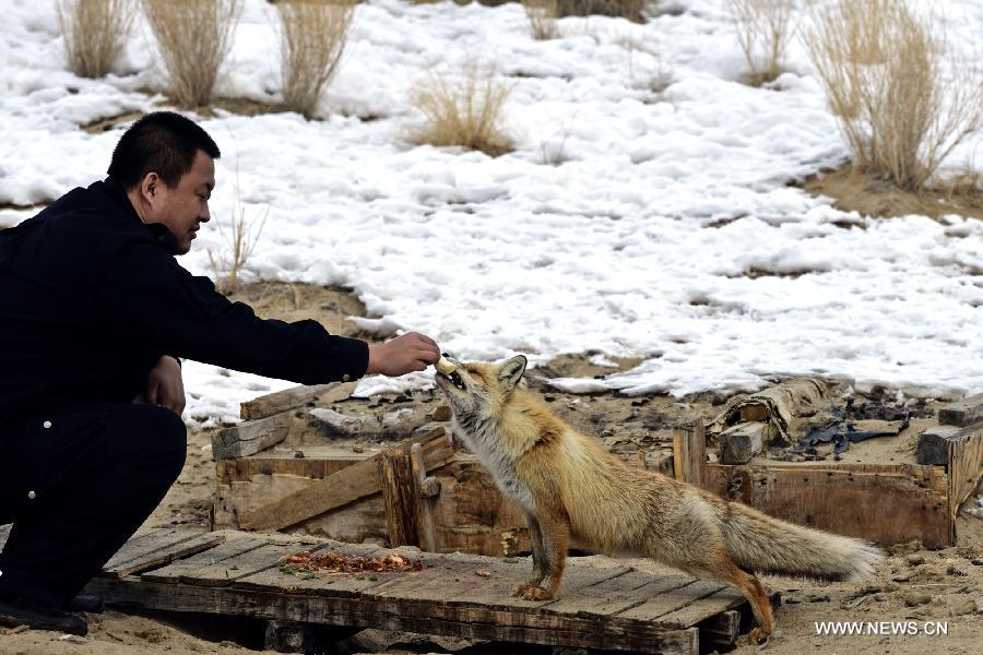 33-year-old Oil worker Zhang Yong feeds a Corsac fox at an oil field checkpoint where he works in the Gurbantunggut desert, northwest China's Xinjiang Uygur Autonomous Region, Feb. 28, 2013. Welcomed by oil workers with food, bold hungry Corsac foxes have been visiting the unfrequented checkpoint regularly since last winter. (Xinhua/Shen Qiao) 