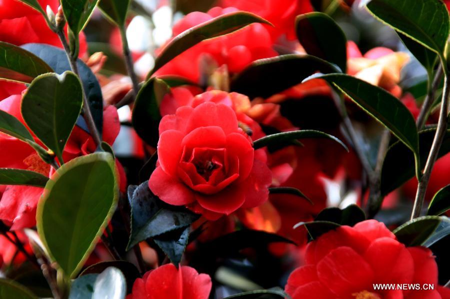 Camellia flowers blossom in Huangshan City, east China's Anhui Province, March 5, 2013. [Xinhua/Shi Guangde]