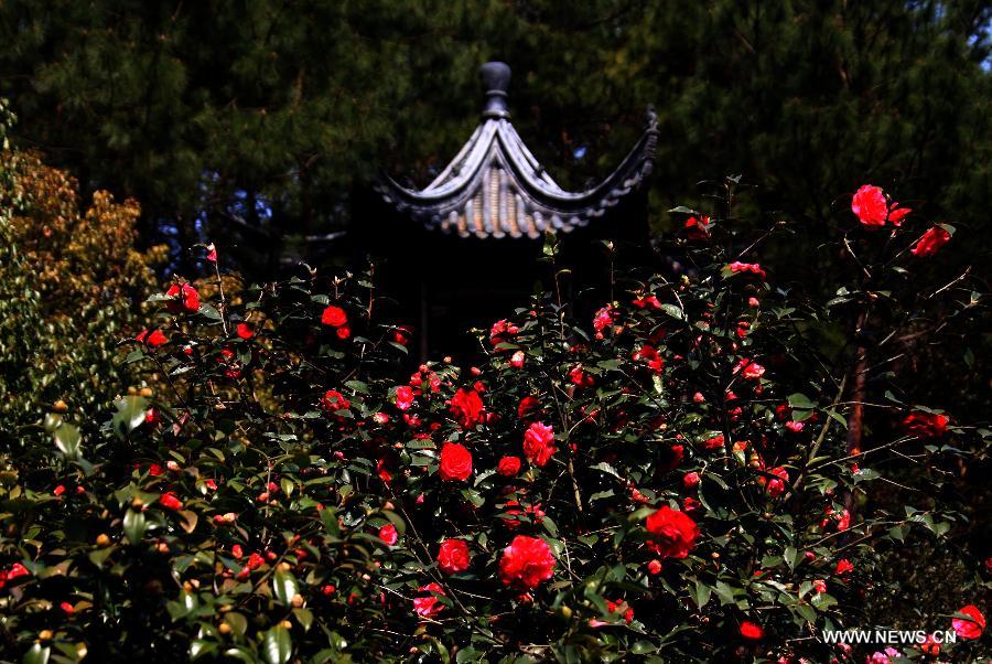 Camellia flowers blossom in Huangshan City, east China's Anhui Province, March 5, 2013. [Xinhua/Shi Guangde]