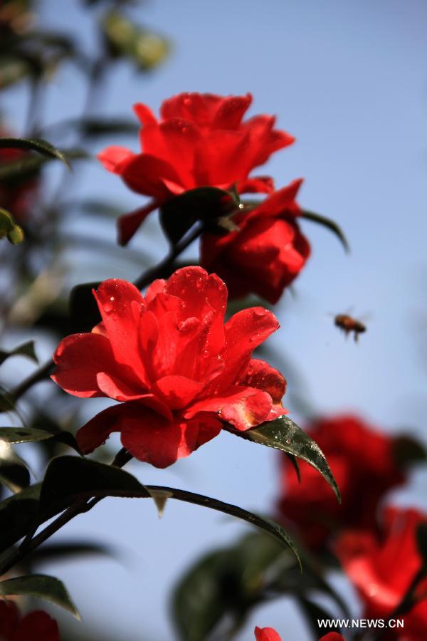 Camellia flowers blossom in Huangshan City, east China's Anhui Province, March 5, 2013. [Xinhua/Shi Guangde]
