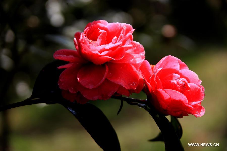 Camellia flowers blossom in Huangshan City, east China's Anhui Province, March 5, 2013. [Xinhua/Shi Guangde]