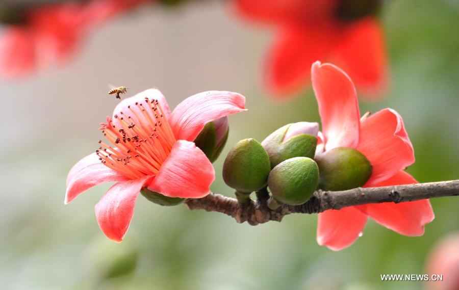 Kapok flowers blossom in Haikou, capital of south China's Hainan Province, March 6, 2013. [Xinhua/Zhao Yingquan]