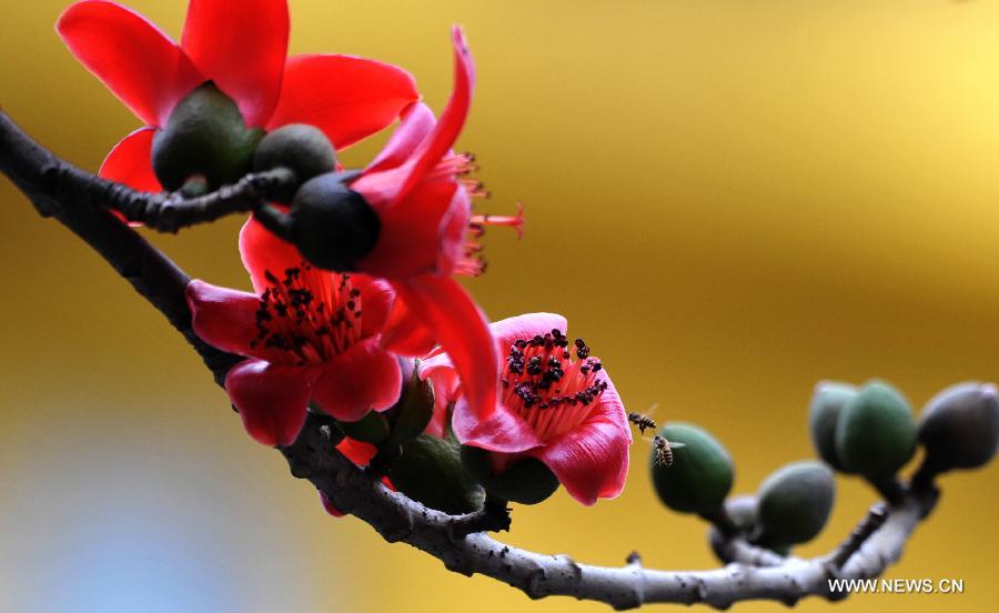 Kapok flowers blossom in Haikou, capital of south China's Hainan Province, March 6, 2013. [Xinhua/Zhao Yingquan]