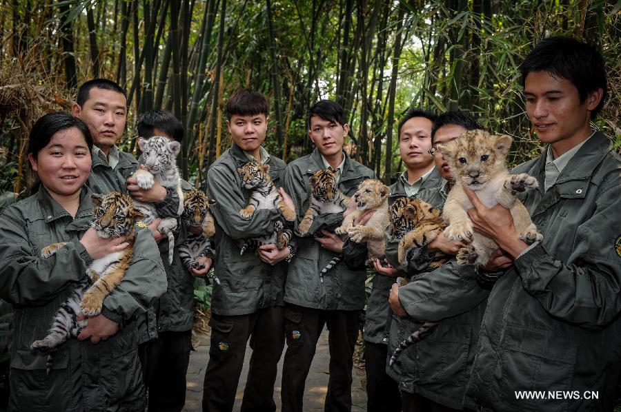 Zookeepers holding a white tiger, two lions and five Bengal tigers pose for photo at the Chimelong Safari Park in Guangzhou, capital of south China's Guangdong Province, March 6, 2013. The park has witnessed a reproductive peak since the beginning of the lunar new year with a lot of newborn animals of dozens of species added to the zoo. (Xinhua/Liu Dawei)  