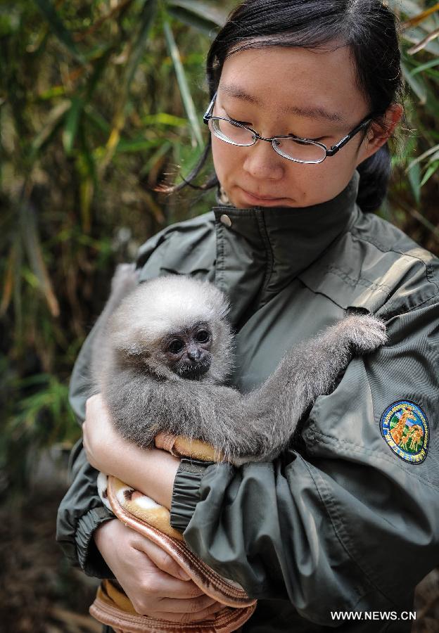 A zookeeper holds a one-month-old gibbon at the Chimelong Safari Park in Guangzhou, capital of south China's Guangdong Province, March 6, 2013. The park has witnessed a reproductive peak since the beginning of the lunar new year with a lot of newborn animals of dozens of species added to the zoo. (Xinhua/Liu Dawei)  