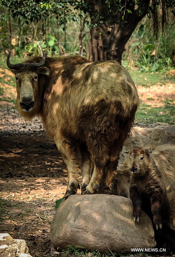 A takin baby stays with its mother at the Chimelong Safari Park in Guangzhou, capital of south China's Guangdong Province, March 6, 2013. The park has witnessed a reproductive peak since the beginning of the lunar new year with a lot of newborn animals of dozens of species added to the zoo. (Xinhua/Liu Dawei)  