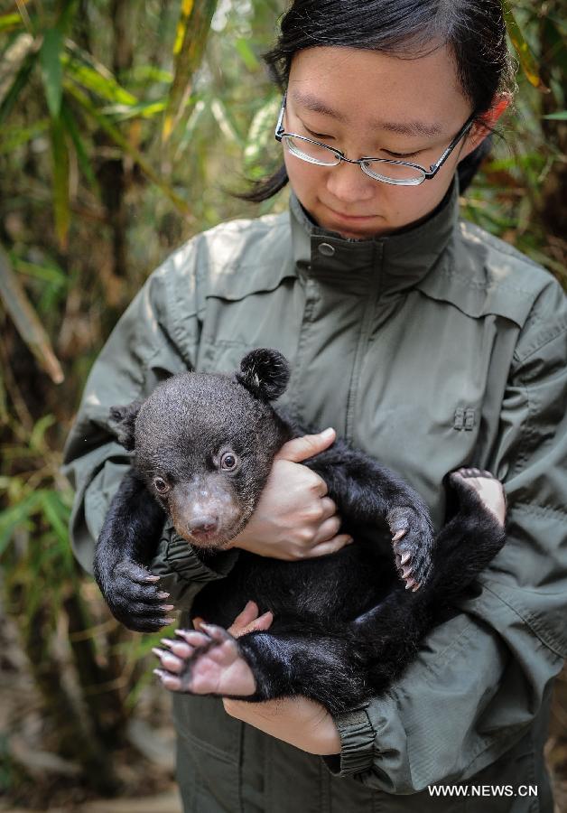 A zookeeper holds a newborn black bear at the Chimelong Safari Park in Guangzhou, capital of south China's Guangdong Province, March 6, 2013. The park has witnessed a reproductive peak since the beginning of the lunar new year with a lot of newborn animals of dozens of species added to the zoo. (Xinhua/Liu Dawei)  