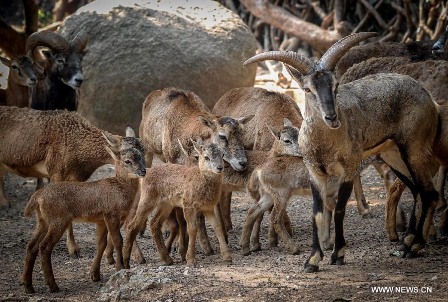 Mouflon babies gather together at the Chimelong Safari Park in Guangzhou, capital of south China's Guangdong Province, March 6, 2013. The park has witnessed a reproductive peak since the beginning of the lunar new year with a lot of newborn animals of dozens of species added to the zoo. (Xinhua/Liu Dawei) 
