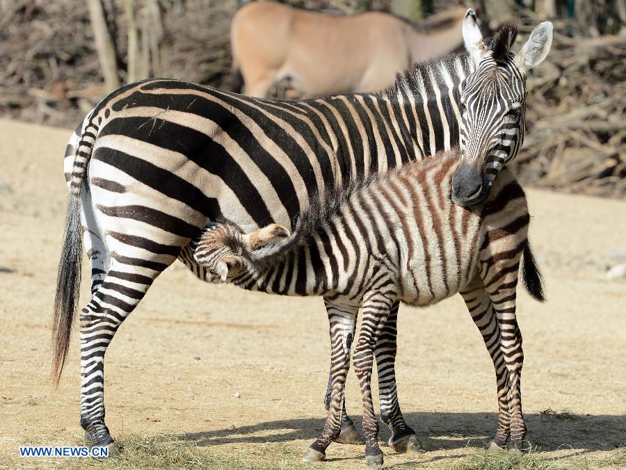 Zebras enjoy the sunshine in the Hannover zoo, Germany, on March 6, 2013. (Xinhua/Ma Ning) 