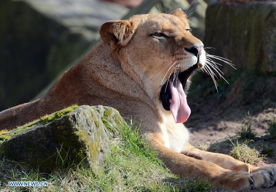 A lion enjoys the sunshine in the Hannover zoo, Germany, on March 6, 2013. (Xinhua/Ma Ning) 