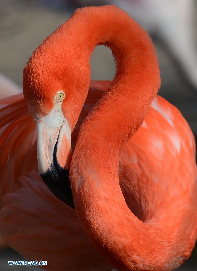 A flamingo enjoys the sunshine in the Hannover zoo, Germany, on March 6, 2013. (Xinhua/Ma Ning) 