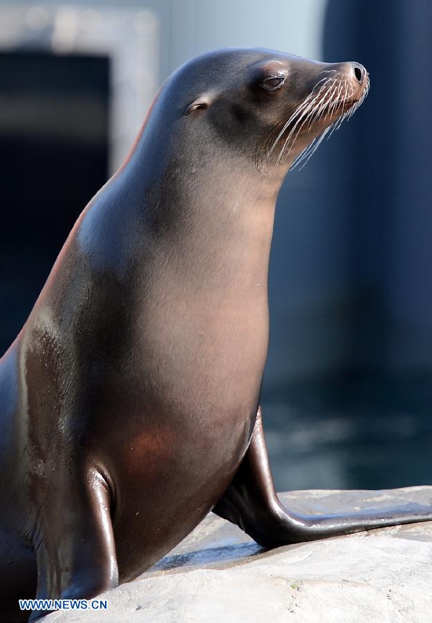  A sea lion enjoys the sunshine in the Hannover zoo, Germany, on March 6, 2013. (Xinhua/Ma Ning) 