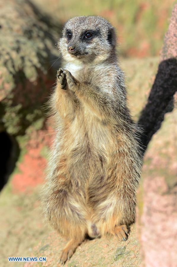A Slender-tailed Meerkat enjoys the sunshine in the Hannover zoo, Germany, on March 6, 2013. (Xinhua/Ma Ning) 