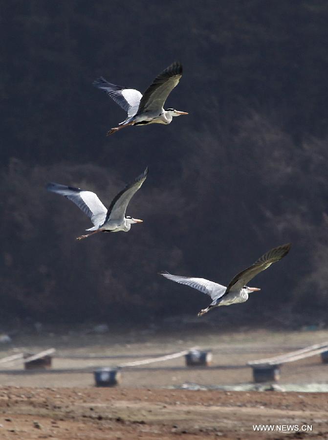 Egrets fly over Poyang Lake in Duchang County, east China's Jiangxi Province, March 7, 2013. As the weather turned warmer, many summer migratory birds cluster in the Poyang Lake for migration. (Xinhua/Fu Jianbin) 