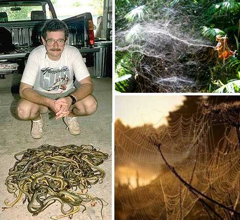 Spiders and snakes on Territory of Guahan, USA (Source: gmw.cn) 