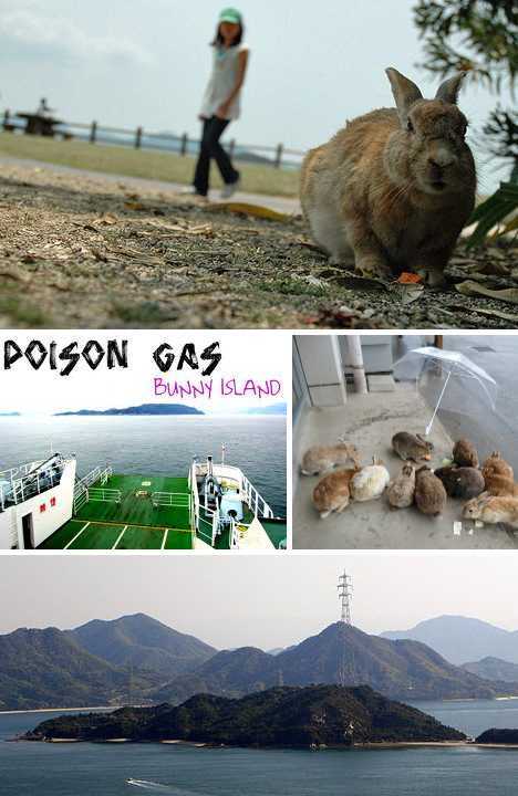 Rabbits on Kunoshima, Japan (Source: gmw.cn)