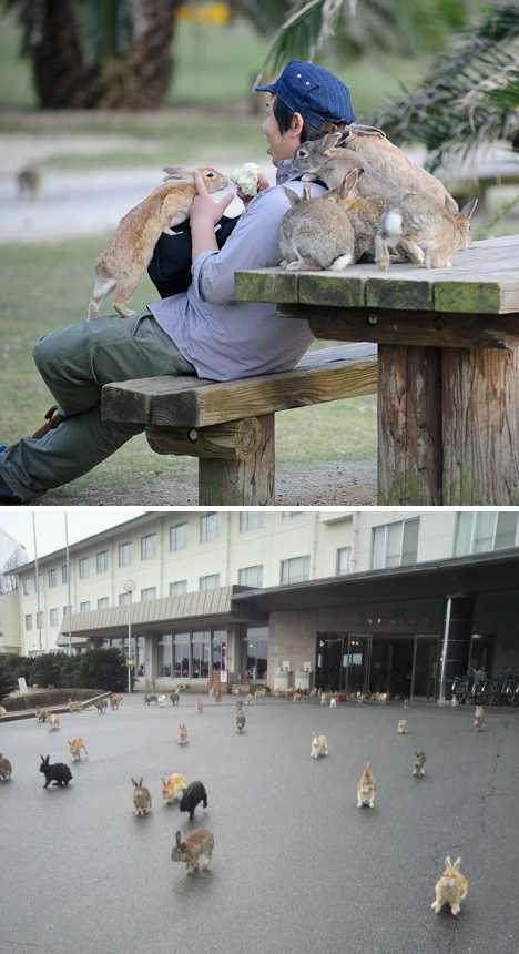 Rabbits on kunoshima, Japan (Source: gmw.cn)