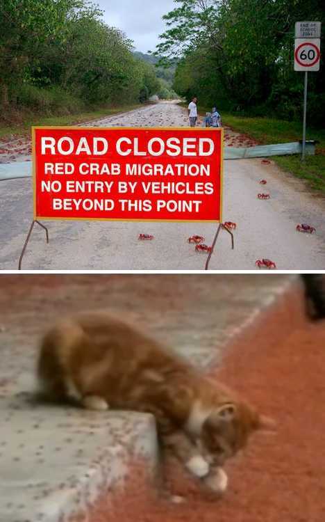 Red crabs on Christmas Island, Australia (Source: gmw.cn) 