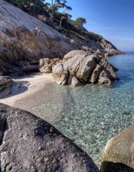 Rattus rattus on Montercristo island, Italy (Source: gmw.cn) 