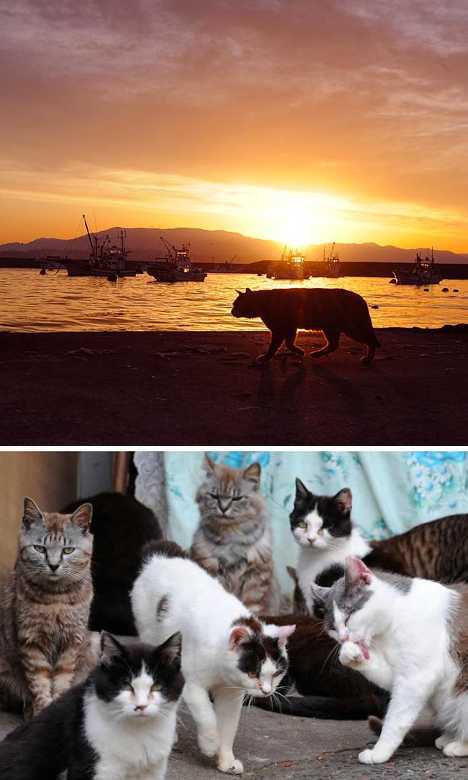 Cats on Tashiro island, Japan (Source: gmw.cn) 