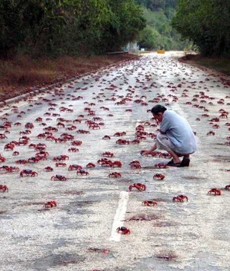 Red crabs on Christmas Island, Australia (Source: gmw.cn) 